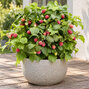 Rubus bonbonberry 'yummy' - malina k1l - Rubus BonBonBerry 'Yummy'