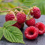 Rubus 'fallred' - malina k2l - Rubus 'Fallred'