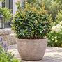 Vaccinium 'berrybux' - čučoriedka - Vaccinium 'BerryBux' 
