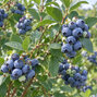 Vaccinium 'bluecrop' - čučoriedka k2l - Vaccinium 'Bluecrop' 