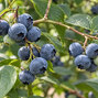 Vaccinium 'brigitta' - čučoriedka k2l - Vaccinium 'Brigitta' 
