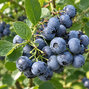 Vaccinium 'duke' -  čučoriedka k2l - Vaccinium 'Duke'