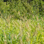 Pennisetum 'hameln gold' - perovec - 5241290 Pennisetum 'Hameln Gold' 02
