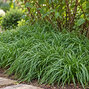 Carex 'the beatles' - ostrica - Carex 'The Beatles'