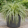 Carex 'vanilla ice' - ostrica - Carex 'Vanilla Ice' 