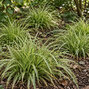 Carex 'vanilla ice' - ostrica - Carex 'Vanilla Ice'  výsadba