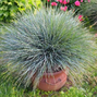 Festuca 'compacta blue' - kostrava k10,5l - 9254847 Festuca 'Compacta Blue' 01