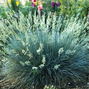 Festuca 'compacta blue' - kostrava k10,5l - 9254847 Festuca 'Compacta Blue' 03