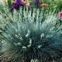 Festuca 'compacta blue' - kostrava k10,5l - Festuca 'Compacta Blue'