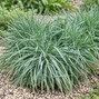 Koeleria 'coolio' - ometlina - Koeleria 'Coolio'