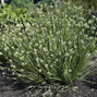 Sesleria caerulea - ostrevka - Sesleria caerulea - ostrevka 2