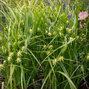 Carex grayi - ostrica - Carex gray 2