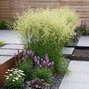 Deschampsia  'goldschleier' - metlica - Deschampsia  'Goldschleier'