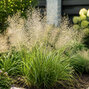 Eragrostis trichodes - milota - Eragrostis trichodes 