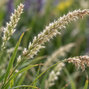 Melica ciliata - mednička - Melica ciliata  1