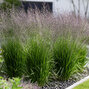 Molinia 'banshee' - bezkolenec - Molinia 'Banshee'