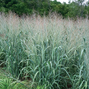 Panicum 'dallas blue' - proso - panicum-dallas-blue-proso