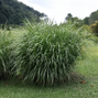 Panicum 'dallas blue' - proso - panicum-dallas-blue-proso 2_