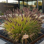 Pennisetum 'black beauty' - perovec - Pennisetum 'Black Beauty'