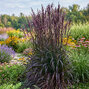Schizachyrium 'blackhawks' - prstovka - Schizachyrium 'BlackHawks'