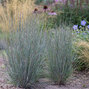 Schizachyrium 'blue heaven' - prstovka - Schizachyrium 'Blue Heaven' 
