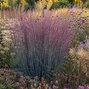 Schizachyrium 'blue paradise' - prstovka - Schizachyrium 'Blue Paradise' 