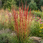 Schizachyrium 'red october' - Schizachyrium 'Red October'