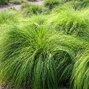Sporobolus heterolepis - opadavec - Opadavec