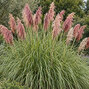 Cortaderia 'rose plume' - pampová tráva - Cortaderia 'Rose Plume' 