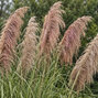 Cortaderia 'rose plume' - pampová tráva - Cortaderia 'Rose Plume'  kvet 