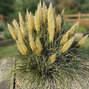 Cortaderia 'tiny pampa' - pampová tráva k2l - Cortaderia 'Tiny Pampa'