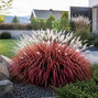 Miscanthus 'lady in red' - ozdobnica - Miscanthus 'Lady in Red'