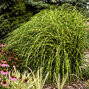 Miscanthus 'little zebra' - ozdobnica - Miscanthus 'Little Zebra'