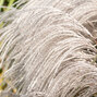 Miscanthus 'memory' - ozdobnica k2l - Miscanthus 'Memory'