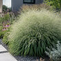 Panicum 'niagara falls' - proso - Panicum 'Niagara Falls' 