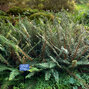 Polystichum 'plumosum' - papraďovec - Polystichum 'Plumosum'