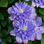 Clematis 'blue explosion' - plamienok k2l - Clematis 'Blue Explosion' 