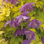 Clematis 'luminous dusk' - plamienok k2l - Clematis 'Luminous Dusk' - plamienok K2L 1