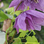 Clematis 'luminous dusk' - plamienok k2l - Clematis 'Luminous Dusk' - plamienok K2L 2