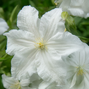 Clematis 'snow storm' - plamienok k2l - Clematis 'Snow Storm' - plamienok K2L 1
