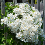 Clematis 'snow storm' - plamienok k2l - Clematis 'Snow Storm' - plamienok K2L 2