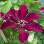 Clematis 'stasik' - plamienok k2l - 05202095 Clematis 'Stasik' 02