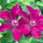 Clematis 'stasik' - plamienok k2l - 5202095 Clematis 'Stasik' 01