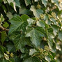 Hedera hibernica - brečtan k2l - Hedera hibernica 1