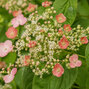 Hydrangea 'crug coral' - hortenzia popínavá - Hydrangea 'Crug Coral' 