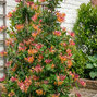 Lonicera 'goldflame' - zemolez k2l - Lonicera 'Goldflame' 