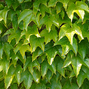 Parthenocissus 'green spring' - pavinič k2l - Parthenocissus 'Green Spring' 1