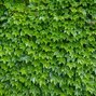 Parthenocissus 'veitchii' - pavinič k1l - Pavinič