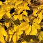 Parthenocissus 'yellow wall' - pavinič k2l - Parthenocissus 'Yellow Wall' 1