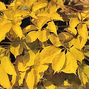 Parthenocissus 'yellow wall' - pavinič k2l - Parthenocissus 'Yellow Wall' 1